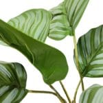 Hojas planta calathea