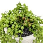 Ramas planta artificial senecio