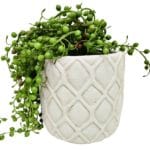 Maceta planta artificial senecio