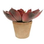 Vaso de planta echeveria