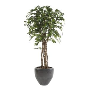 Planta ficus eco artificial