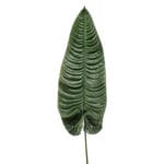 Rama hoja de anthurium Rama hoja de anthurium