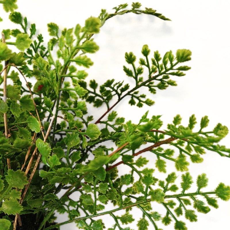 Ramas helecho adiantum artificial