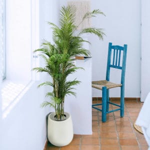 Decoración con maceta decolux blanca