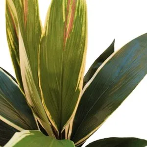 Rama Cordyline