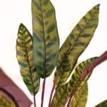 Difembachia detalle Difembachia Ignífuga