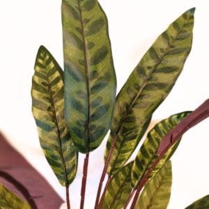 Feuerbeständige Dieffenbachia