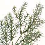 Green Springeri Ignífuga