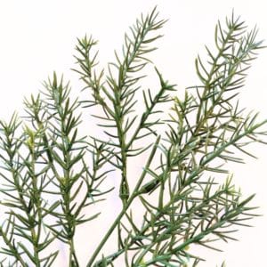 Green Springeri Ignífuga