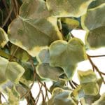 Detalhe de hera planta de hera pendente