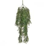 Planta colgante Green Springeri