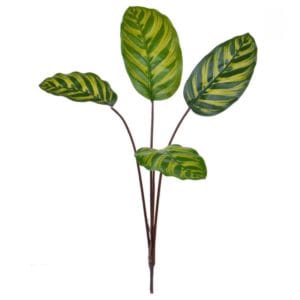 Rama Calathea Makoyana Ignífuga