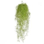 Rama colgante Spanish Moss Ignífuga