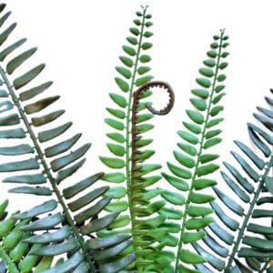 Rama helecho boston ignífugo