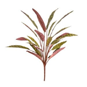 Rama Difembachia Ignífuga