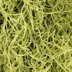 Feuerbeständige Hängepflanze spanish moss 