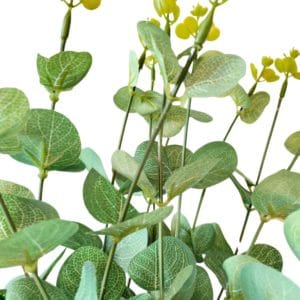 Grüner Eukalyptuszweig