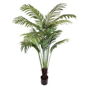 Palmera Areca de exterior 160 cm