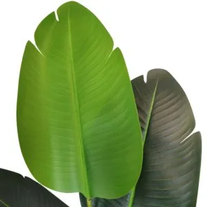 Hojas Strelitzia de exterior 120 cm