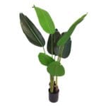 Strelitzia de exterior 120 cm