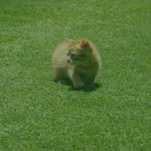 Césped Artificial para Gatos