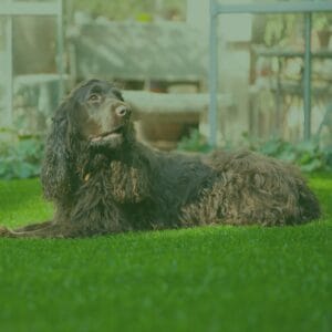 Kunstrasen für Hunde