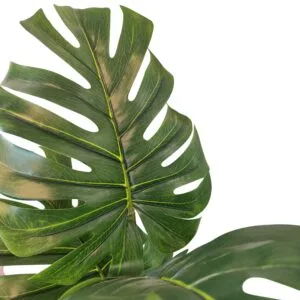 Monstera para exterior